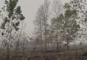 DLHK Kalbar Pantau Lahan Bekas Karhutla, Aktivitas Penanaman Jadi Perhatian